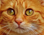 cat, red, cute, mackerel, tiger, cozy, animal, domestic cat, fur, wildlife, nature, domestic animal, cat face, pet, young cat, playful, red mackerel tabby, kitten, red cat, cat eyes