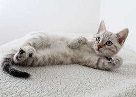 Cute domestic kitten with blue eyes lying on a fluffy rug, looking curious.